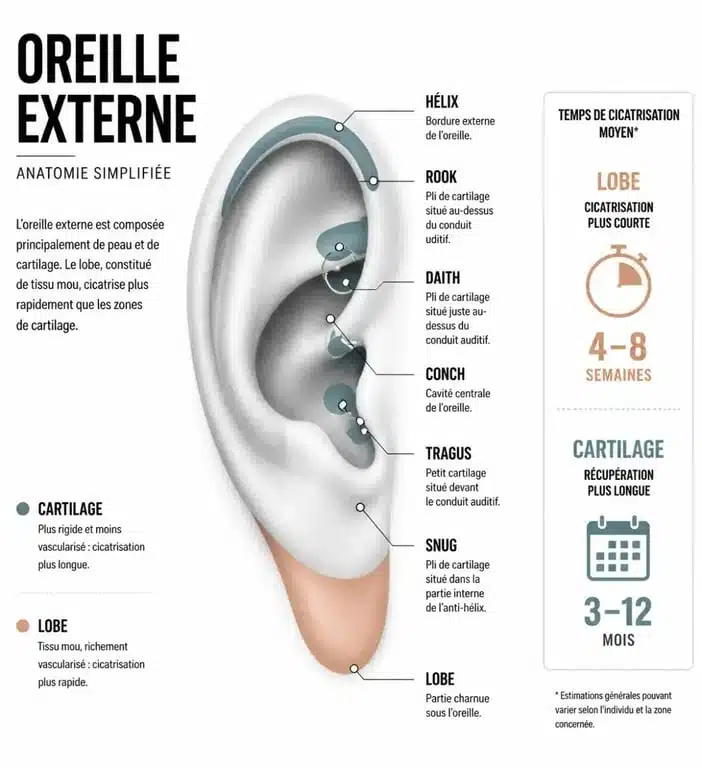 Schéma anatomique des zones de perçage d’oreille, du lobe au cartilage